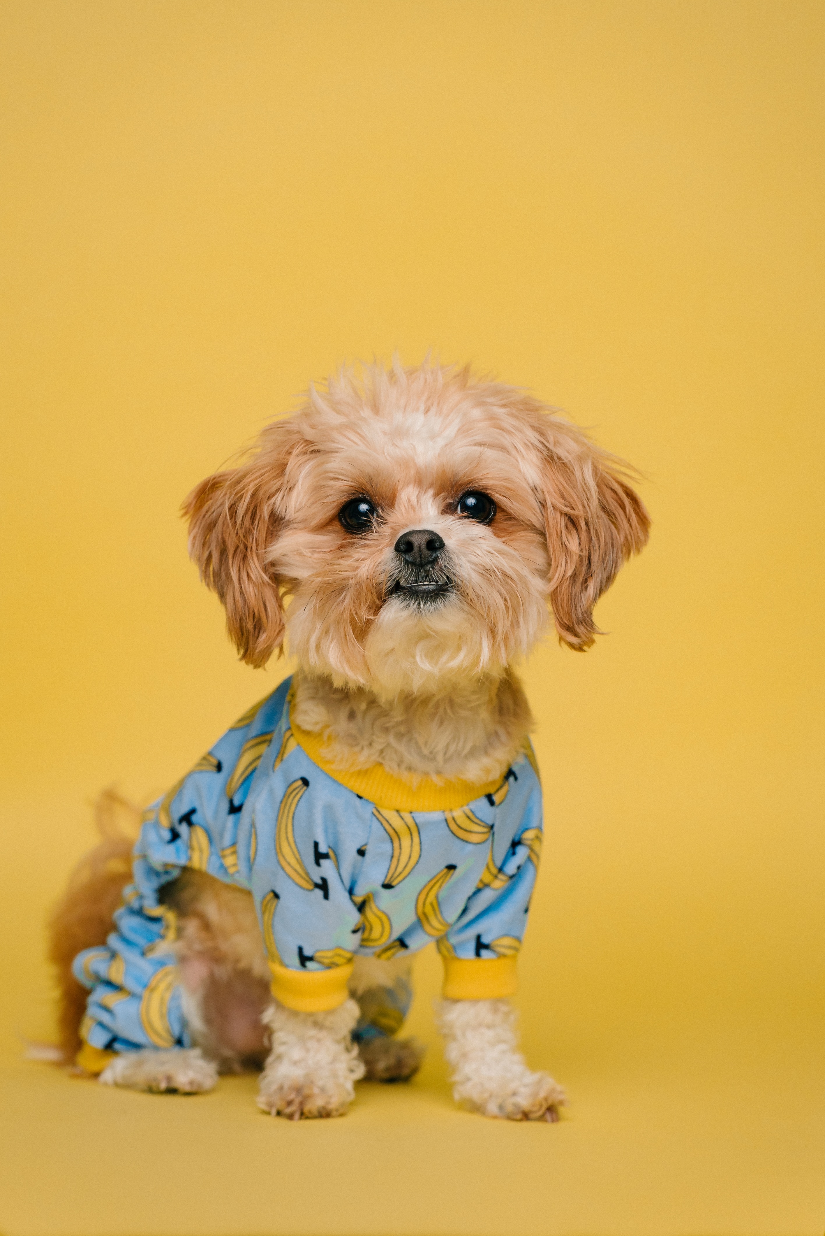 Imagen perro con pijama de plátanos